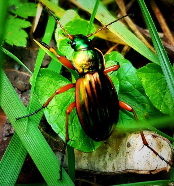 CARADE DORÉ. Insecte utile aux jardiniers grâce à leur régime alimentaire composé principalement d’œufs, larves et adultes ravageurs de nos plantes. Bord du canal. Printemps. EMMANUEL  BOURDIER